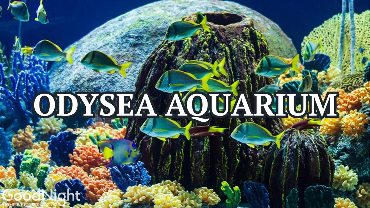A vibrant, underwater scene from the OdySea Aquarium, this image showcases colorful corals and various species of fish. The scene highlights immersive, educational family outings and the excitement of encountering marine life up close.